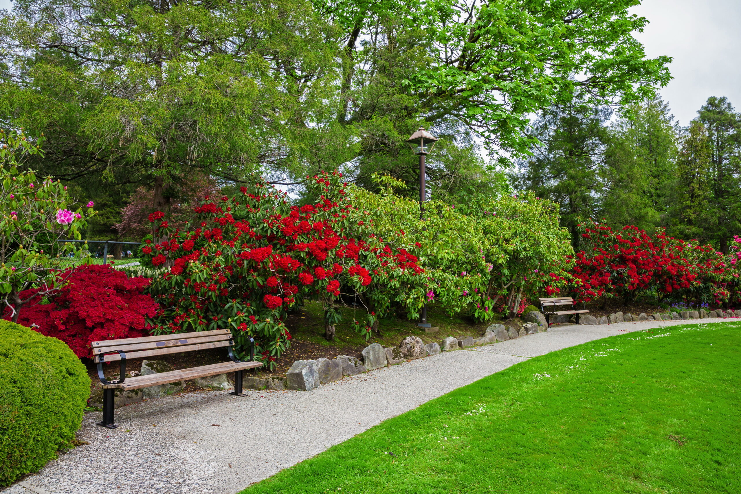 Recreation area at Moody Park in New Westminster City. Benches are located under the canopy of a tree on a green lawn among flowering bushes, British Columbia, Canada